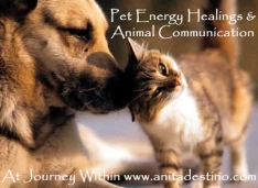 JWI dog and cat healing